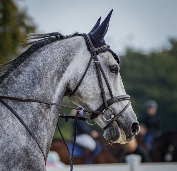 Gebissstange fürs Pferd 🐴: Die wichtigsten Informationen